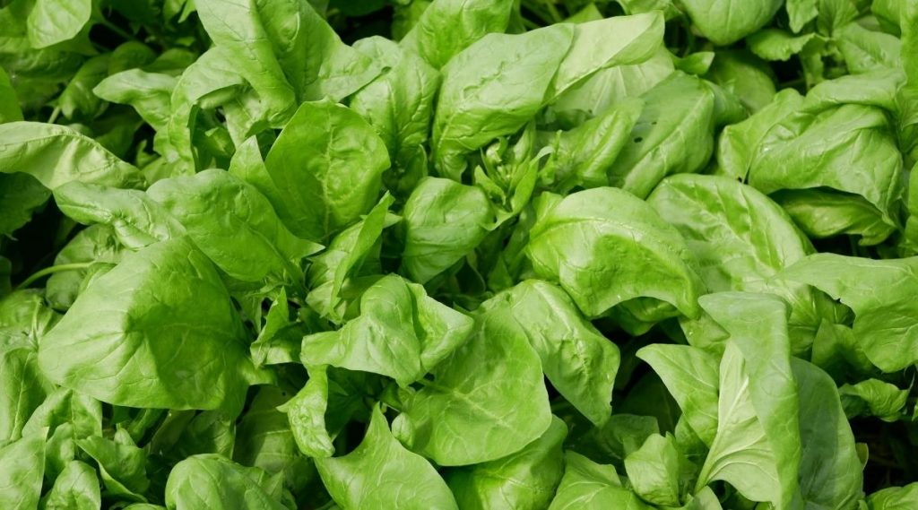 Companion Planting: Enhancing Spinach Growth and Combating Pests and Diseases