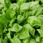 Companion Planting: Enhancing Spinach Growth and Combating Pests and Diseases